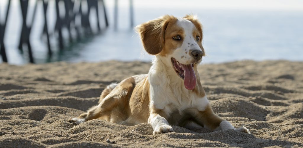 Nordsee-Urlaub mit dem Hund: empfehlenswerte Reiseziele und wertvolle Tipps