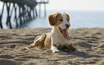 Nordsee-Urlaub mit dem Hund: empfehlenswerte Reiseziele und wertvolle Tipps