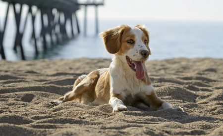 Nordsee-Urlaub mit dem Hund: empfehlenswerte Reiseziele und wertvolle Tipps