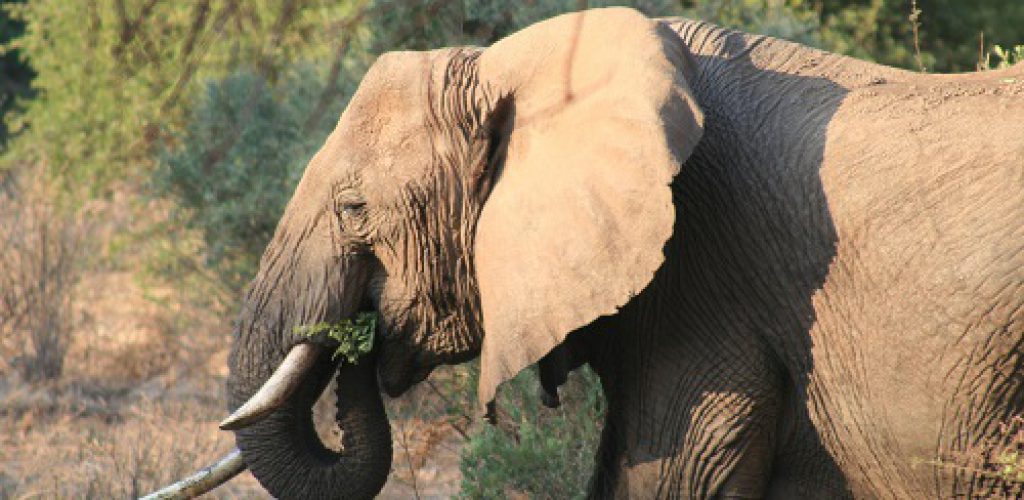 Südafrika – kinderfreundlich auf Safari