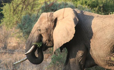 Südafrika – kinderfreundlich auf Safari