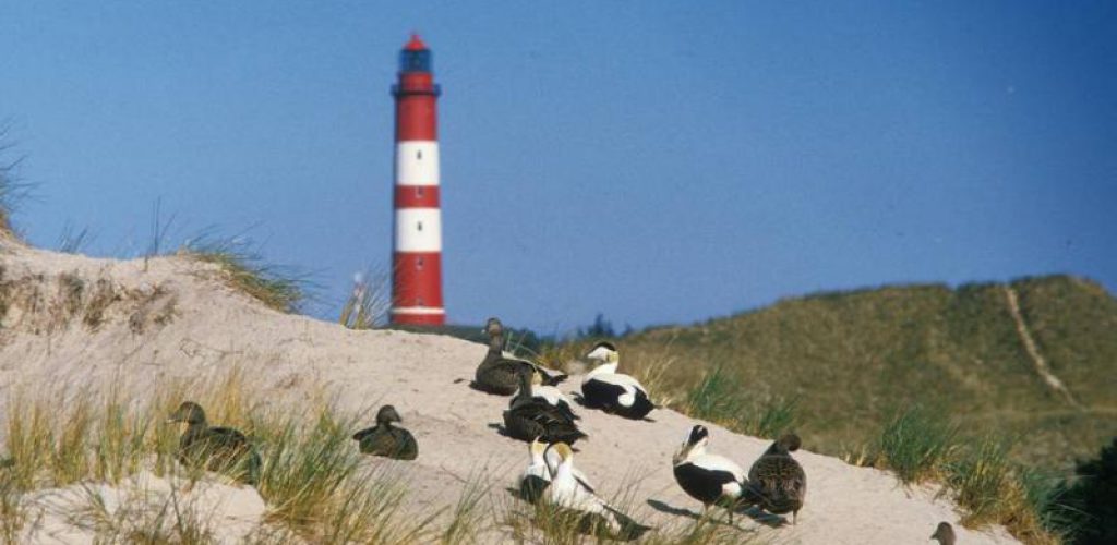 Amrum bietet abwechslungsreiche Urlaubserlebnisse am Wattenmeer