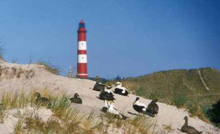 Amrum bietet abwechslungsreiche Urlaubserlebnisse am Wattenmeer
