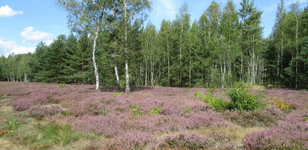 Rostocker Heide: Wo Wald auf Meer trifft