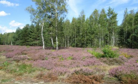 Rostocker Heide: Wo Wald auf Meer trifft