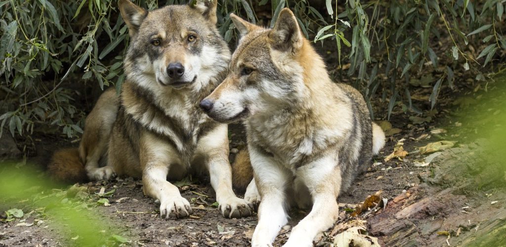 Ausflugtipp: In diesem Park leben Wölfe aus der ganzen Welt