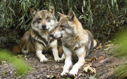 Ausflugtipp: In diesem Park leben Wölfe aus der ganzen Welt
