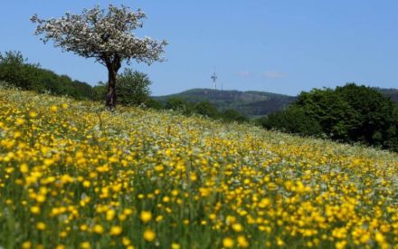 Wenn die Natur erwacht, wird gefeiert
